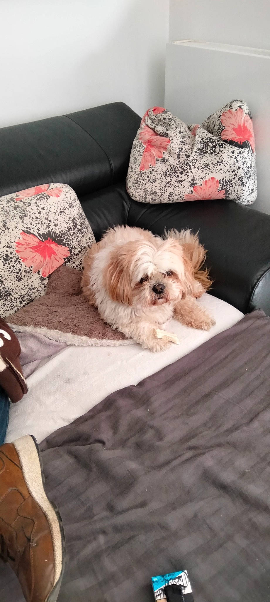 Joy a rejoint le concours — aidez-le/la à gagner de superbes lots ! canidae, carnivore, comfort, companion_dog, dog, dog_breed, dog_supply, fawn, fur, furniture, hardwood, liver, pillow, rectangle, sporting_group, tableware, throw_pillow, toy_dog, wood, working_animal