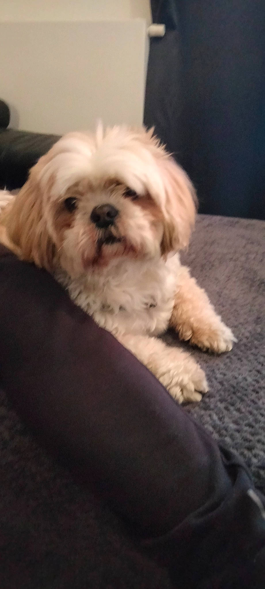 Joy participe au concours pour gagner de l'argent avec cette photo : canidae, carnivore, comfort, companion_dog, dog, dog_breed, eye, fur, liver, mal_shi, maltepoo, shih_tzu, small_terrier, snout, sporting_group, terrestrial_animal, terrier, toy_dog, water_dog, working_animal