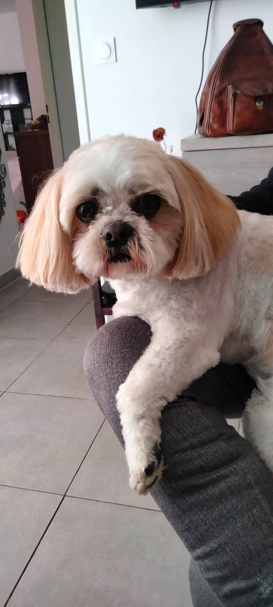 Joy a rejoint le concours — aidez-le/la à gagner de superbes lots ! canidae, carnivore, companion_dog, dog, dog_breed, dog_collar, dog_supply, fur, houseplant, liver, mal_shi, maltepoo, plant, shih_tzu, small_terrier, snout, sporting_group, terrier, toy_dog, working_animal