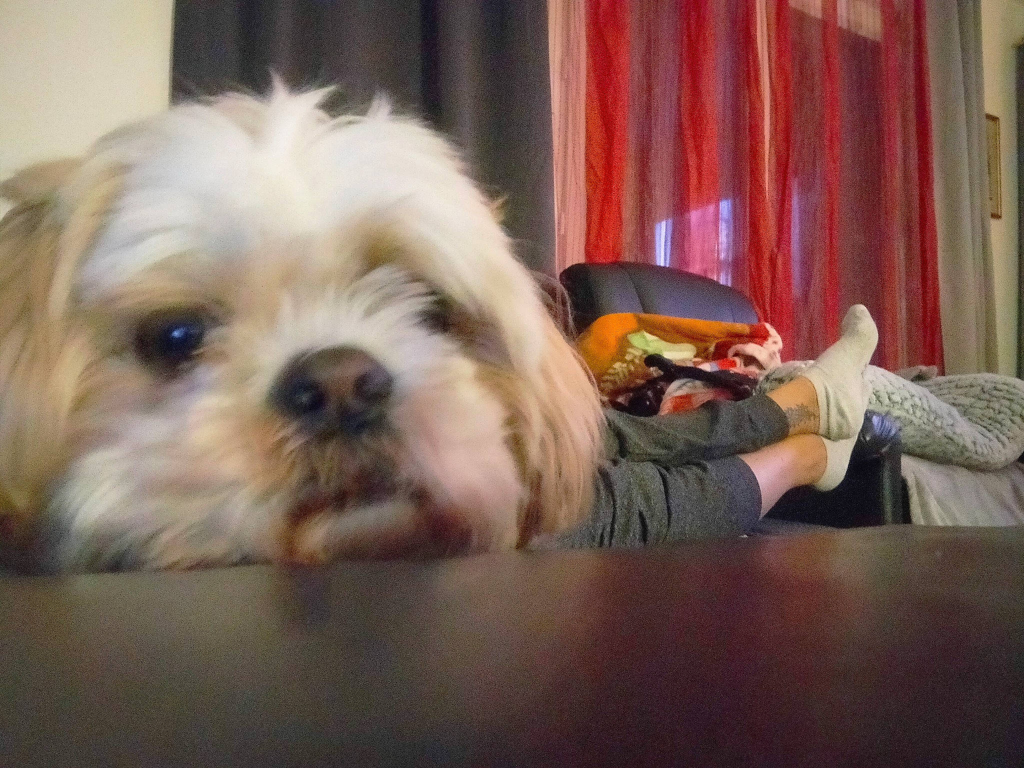 Joy a rejoint le concours — aidez-le/la à gagner de superbes lots ! canidae, carnivore, comfort, companion_dog, curtain, dog, dog_breed, fawn, fur, liver, shih_poo, shih_tzu, small_terrier, snout, sporting_group, table, terrier, toy_dog, wood, working_animal