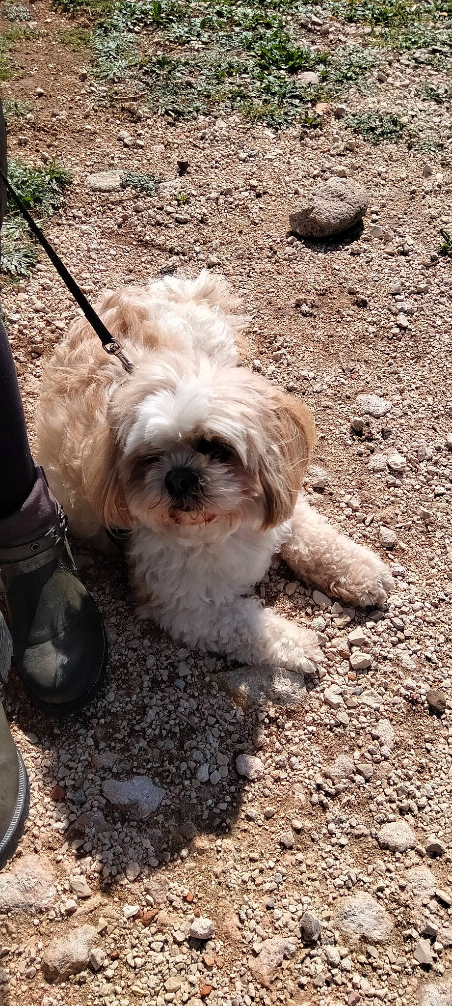 Joy participe au concours pour gagner de l'argent avec cette photo : canidae, carnivore, companion_dog, dog, dog_breed, fur, mal_shi, maltepoo, non_sporting_group, shih_tzu, small_terrier, snout, soil, sporting_group, terrier, toy_dog, water_dog, working_animal, yorkipoo