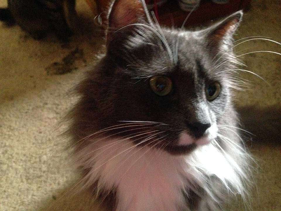 Smokey joined the competition — help win amazing prizes!