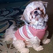 Princess joined the competition — help win amazing prizes! dog, small_dog, fluffy, pet, indoor, carpet, sweater, pink, white, cute, tilted_head, fur, animal, companion, portrait, paws, domestic_animal, cozy, indoor_lighting, friendly