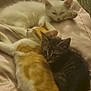 Lee participe au concours pour gagner de l'argent avec cette photo : animal, cat, companion, cozy, cuddle, cushion, cute, feline, friendship, fur, indoor, kitten, orange_cat, pet, resting, sleeping, soft, tabby, whiskers, white_cat