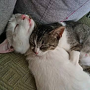 Lee participe au concours pour gagner de l'argent avec cette photo : animal, blanket, cat, cats, close_up, companion, cozy, cushion, cute, domestic_animal, fur, indoor, peaceful, pet, resting, sleeping, snuggling, soft, tabby_cat, white_cat