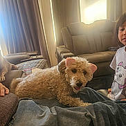 Corkie joined the competition — help win amazing prizes! cartoon_print, child, cozy, curly_hair, curtains, dog, family, hand, indoor, jeans, living_room, natural_light, person, pet_accessory, pink_cat_ears, relaxed, sofa, tshirt, water_bottle, window