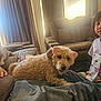 cartoon_print, child, cozy, curly_hair, curtains, dog, family, hand, indoor, jeans, living_room, natural_light, person, pet_accessory, pink_cat_ears, relaxed, sofa, tshirt, water_bottle, window