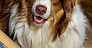 Ugo participe au concours pour gagner de l'argent avec cette photo : animal, brown, canine, closeup, companion, cute, dog, domestic, floor, fluffy, friendly, fur, happy, indoor, living_room, pet, portrait, relaxed, smile, white
