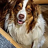 Ugo participe au concours pour gagner de l'argent avec cette photo : dog, brown, white, fluffy, indoor, pet, canine, animal, fur, smile, friendly, relaxed, floor, living_room, closeup, portrait, cute, domestic, companion, happy