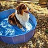 Ugo a rejoint le concours — aidez-le/la à gagner de superbes lots ! dog, outdoor, sunlight, blue_pool, grass, dry_leaves, happy, pet, furry, brown_white, garden, shade, nature, canine, summer, sitting, animal, relaxed, sunny, daytime