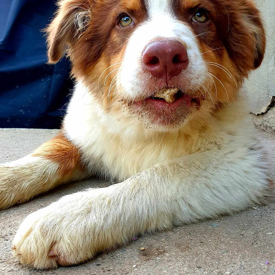 Ugo