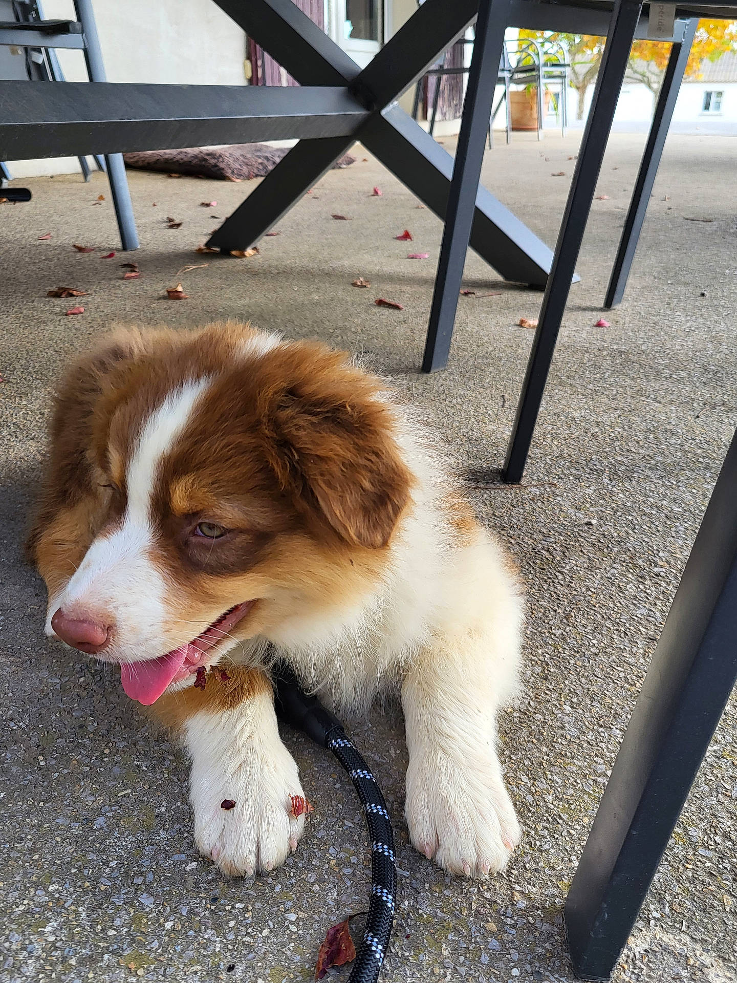 Ugo participe au concours pour gagner de l'argent avec cette photo : animal, brown, close_up, concrete, cute, dog, fur, furniture, leaves, metal_legs, outdoor, panting, patio, pet, puppy, resting, table, tongue, white, young_dog