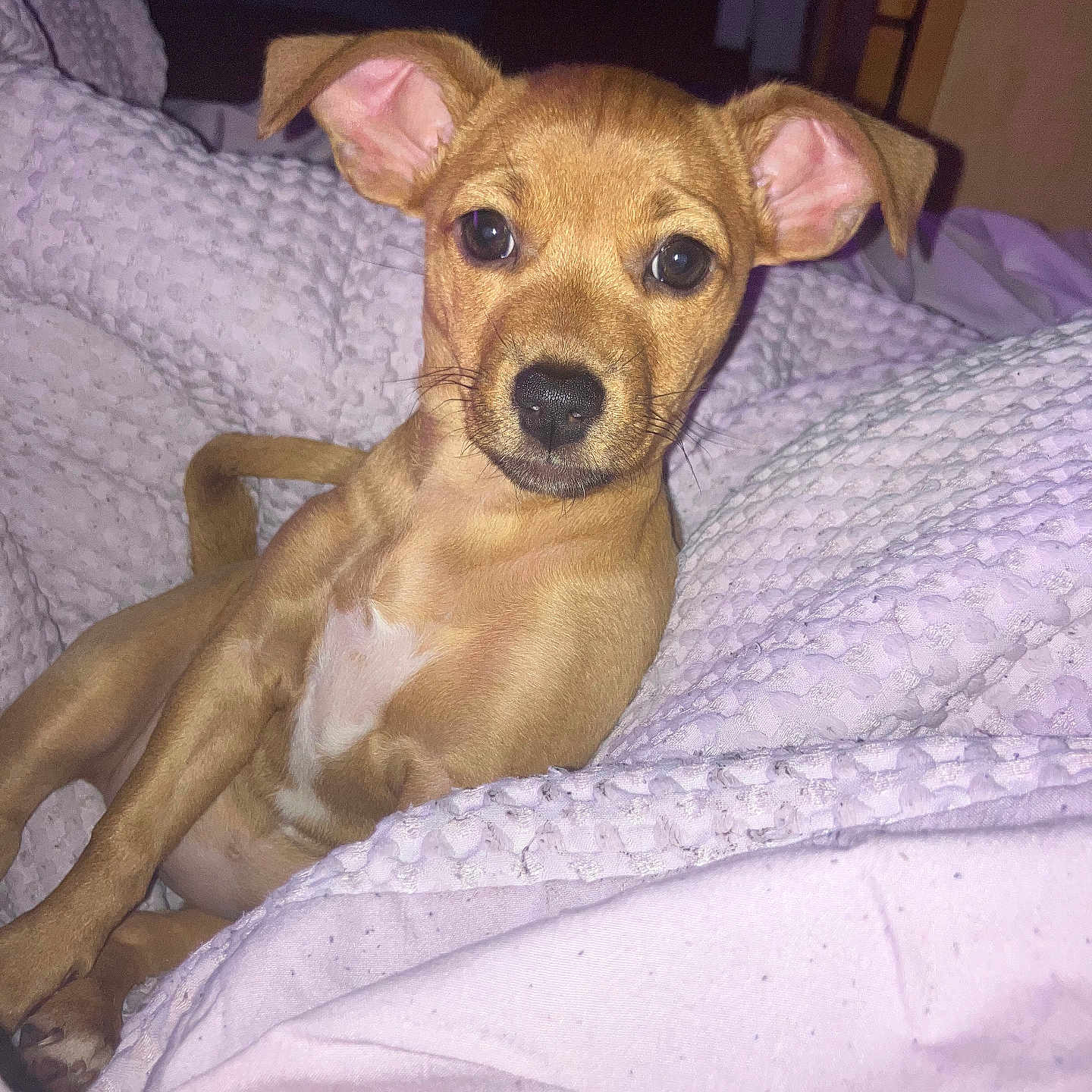 Zarina joined the competition — help win amazing prizes! animal, ball, bed, bedroom, blanket, boxer, bulldog, canine, chihuahua, cushion, dog, furniture, homedecor, hound, indoors, pet, puppy, quilt, room, sport