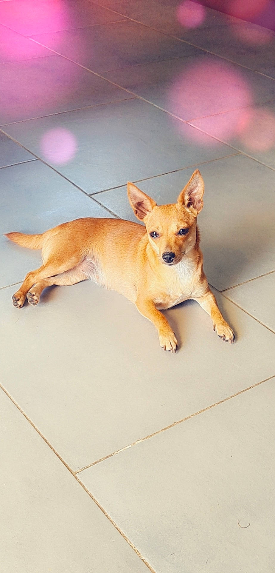 Kiera a rejoint le concours — aidez-le/la à gagner de superbes lots ! ancient_dog_breeds, canidae, carnivore, companion_dog, dog, dog_breed, fawn, flooring, fur, non_sporting_group, paw, snout, sporting_group, tail, terrestrial_animal, whiskers, wood