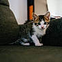 kitten, cat, indoor, couch, furniture, pet, animal, tabby, white_fur, curious, small, cute, young, whiskers, ears, eyes, sitting, soft_light, home, cozy