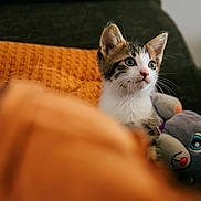 Archie a rejoint le concours — aidez-le/la à gagner de superbes lots ! kitten, cat, animal, pet, couch, indoor, cozy, curious, stuffed_animal, plush, blanket, orange, green_eyes, fur, cute, closeup, portrait, furniture, relaxing, home