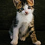 kitten, cat, pet, animal, fur, whiskers, ears, eyes, cute, small, sitting, portrait, indoor, young, feline, curious, domestic, soft, texture, closeup