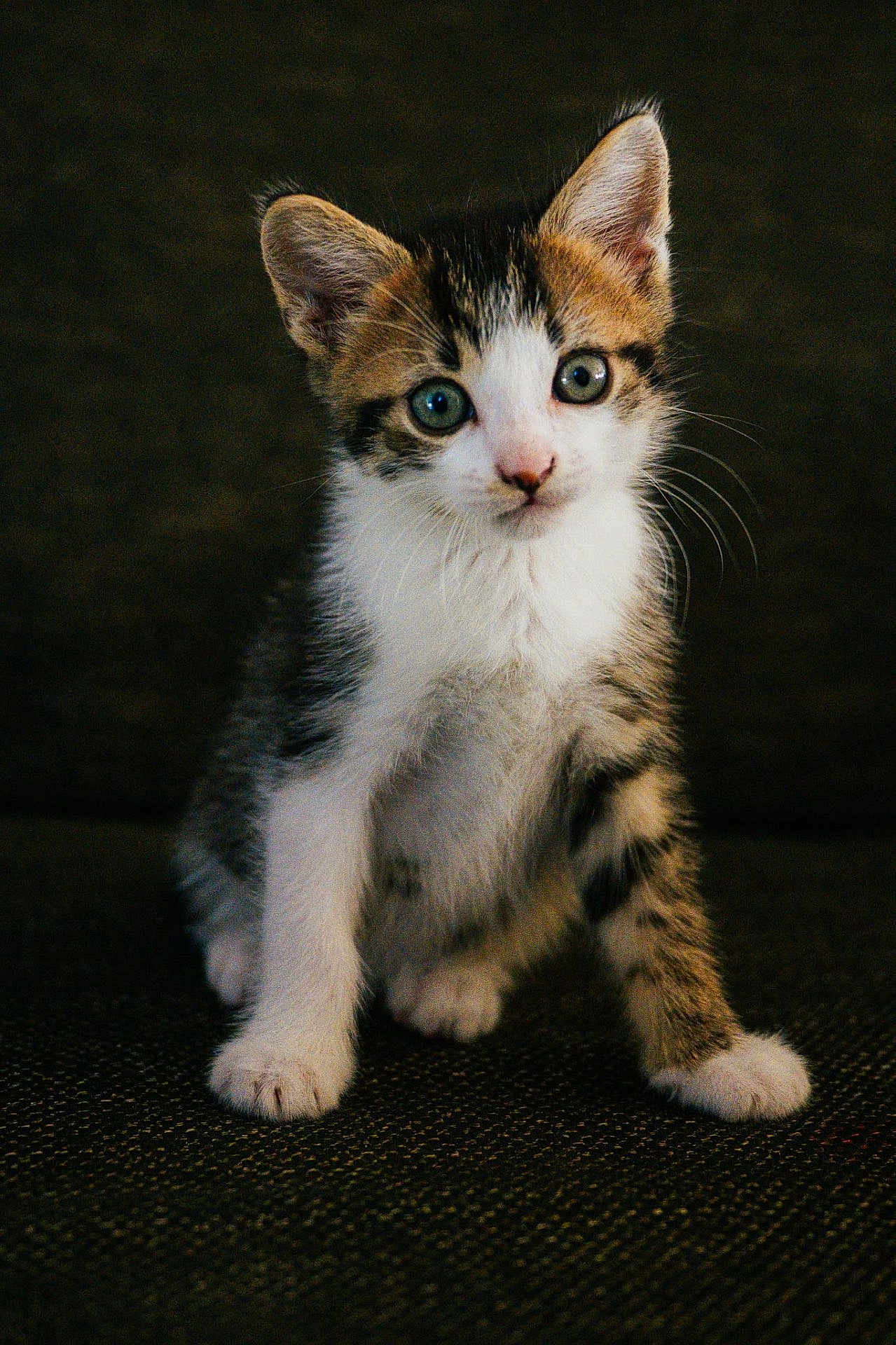 Archie