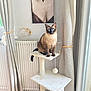 animal, blue_eyes, cat, cat_tree, cozy, curtains, decor, domestic, feline, furniture, indoor, neutral_colors, pet, pom_pom_toy, portrait, radiator, siamese_cat, sitting, soft_light, window