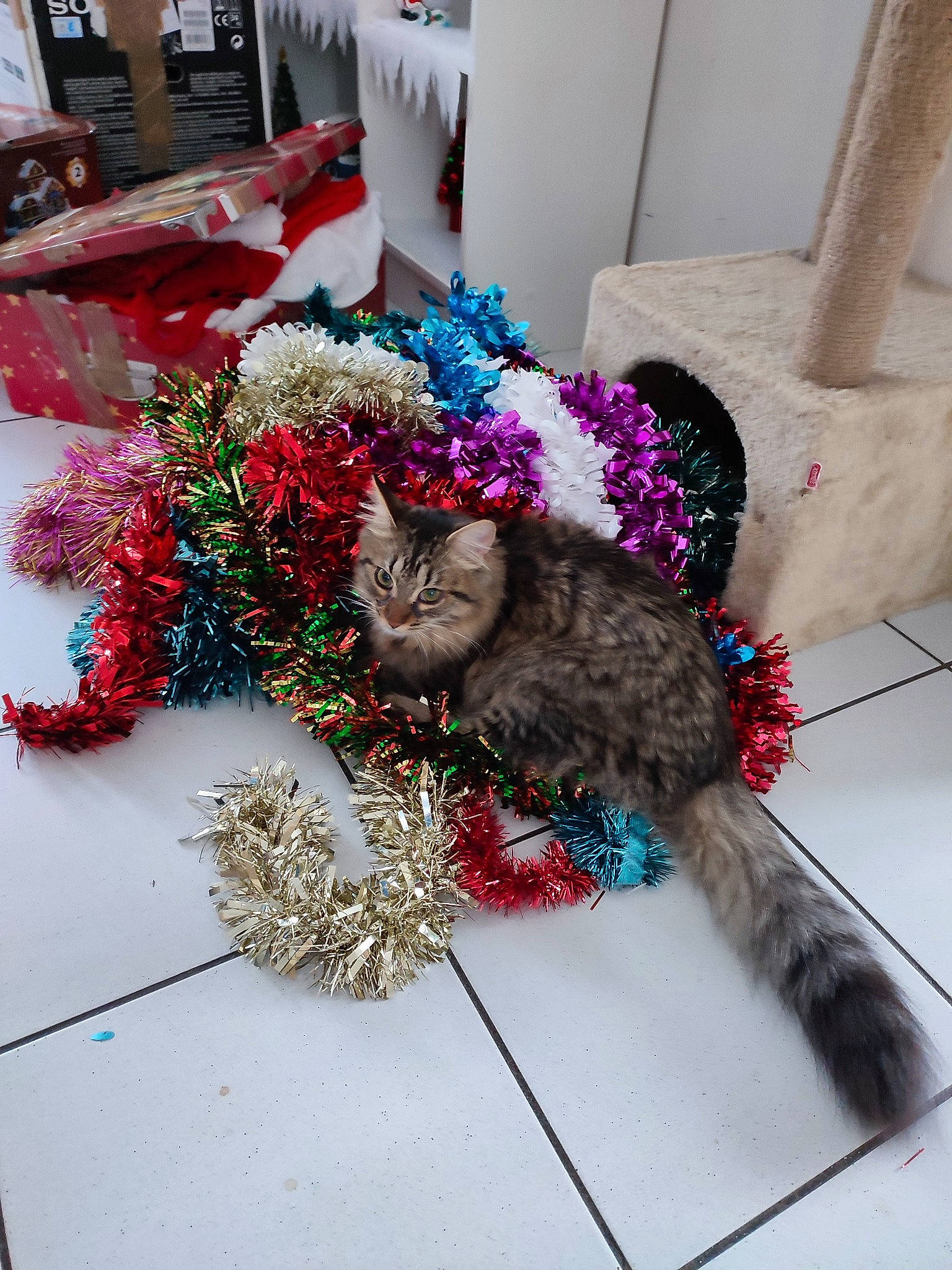 Luffy participe au concours pour gagner de l'argent avec cette photo : carnivore, cat, chair, christmas, christmas_ornament, event, fawn, felidae, floral_design, flower_arranging, fur, holiday, plant, small_to_medium_sized_cats, table, tail, tree, whiskers, window, winter