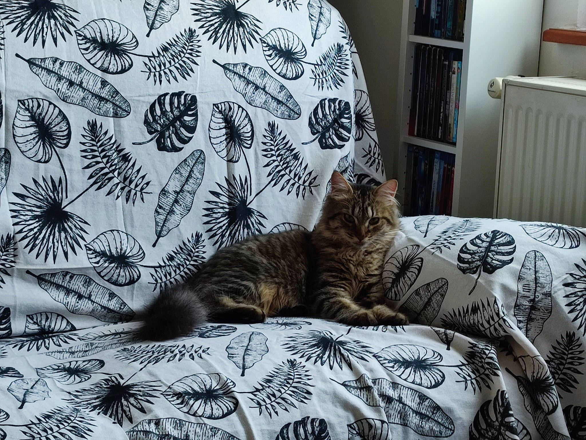 Luffy a rejoint le concours — aidez-le/la à gagner de superbes lots ! art, bed, bedding, carnivore, cat, comfort, domestic_short_haired_cat, felidae, fur, furniture, grey, linens, organism, pattern, small_to_medium_sized_cats, snout, tail, terrestrial_animal, textile, whiskers