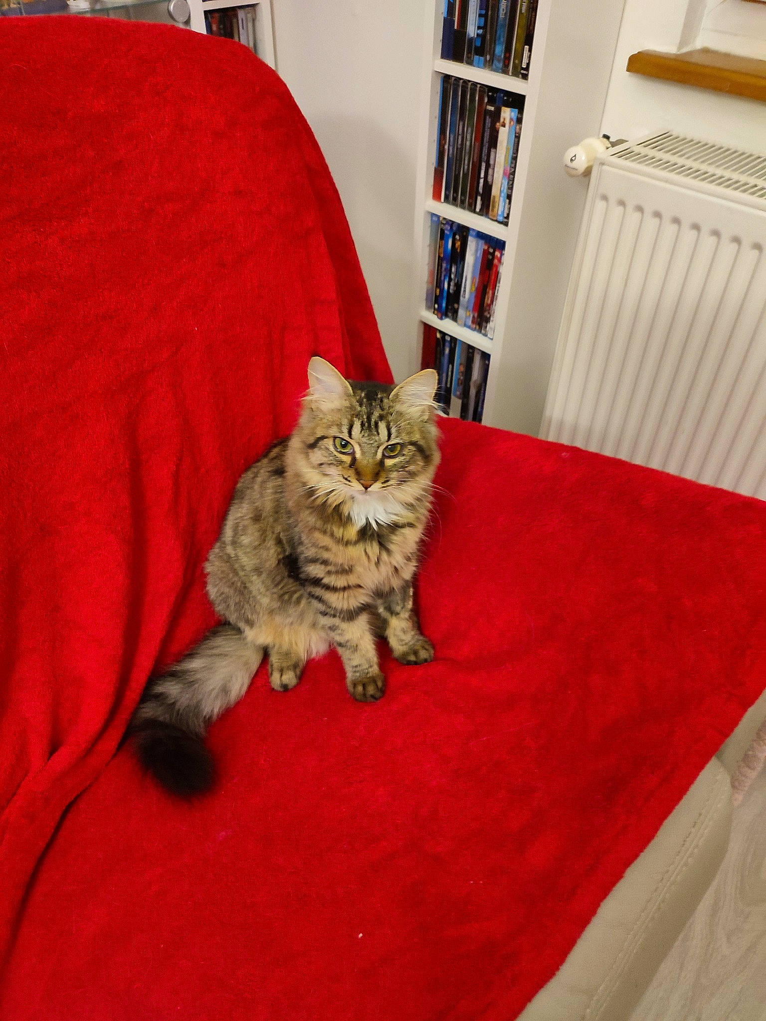 Luffy a rejoint le concours — aidez-le/la à gagner de superbes lots ! bookcase, cabinetry, carnivore, cat, comfort, domestic_short_haired_cat, felidae, floor, flooring, fur, grey, hardwood, linens, picture_frame, room, shelf, small_to_medium_sized_cats, textile, whiskers, wood