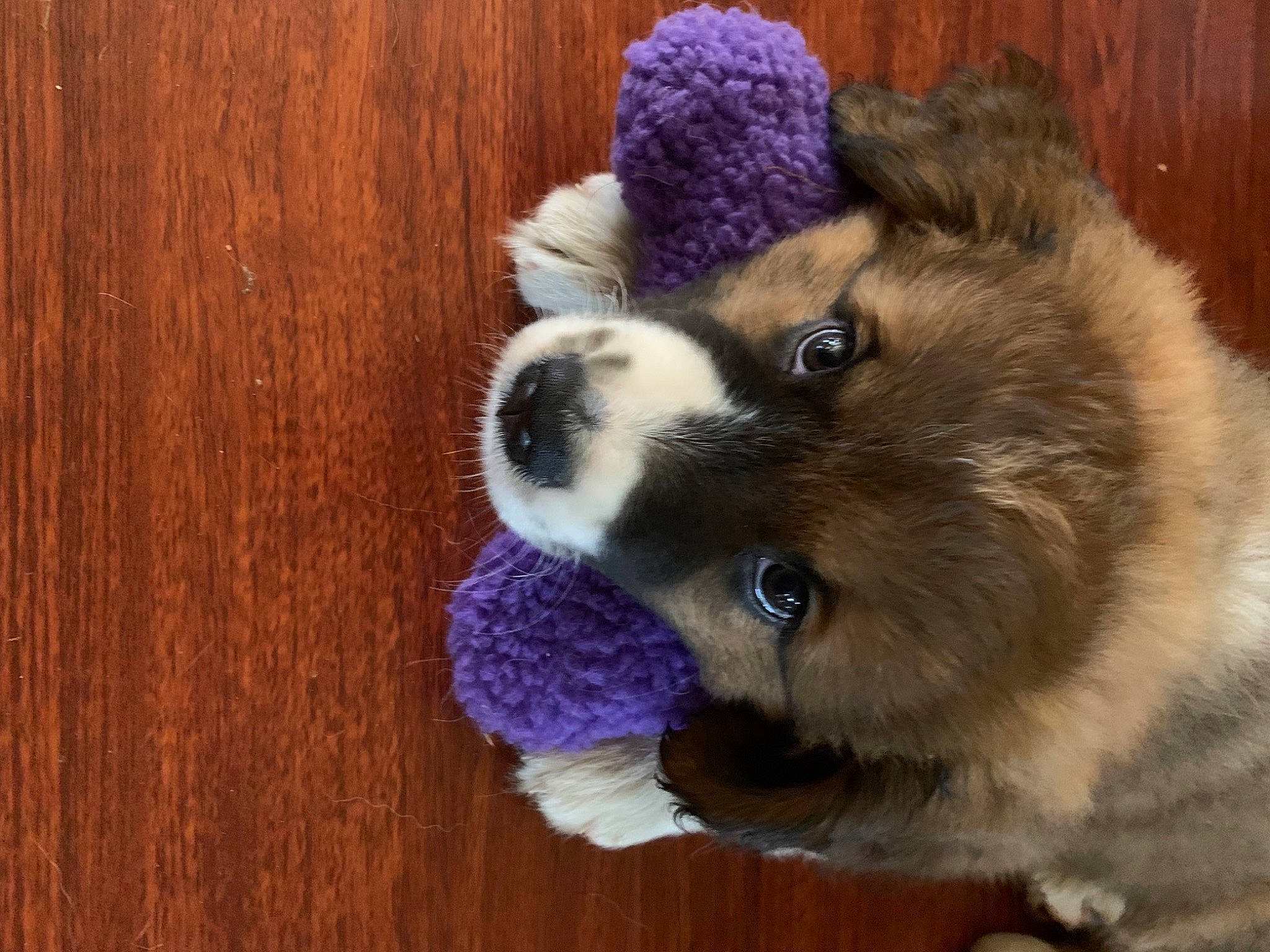 Hela joined the competition — help win amazing prizes! canidae, carnivore, companion_dog, dog, dog_breed, dog_supply, fawn, flooring, fur, hardwood, plant, sporting_group, tail, terrestrial_animal, toy_dog, whiskers, wood, wood_stain, wool, working_animal