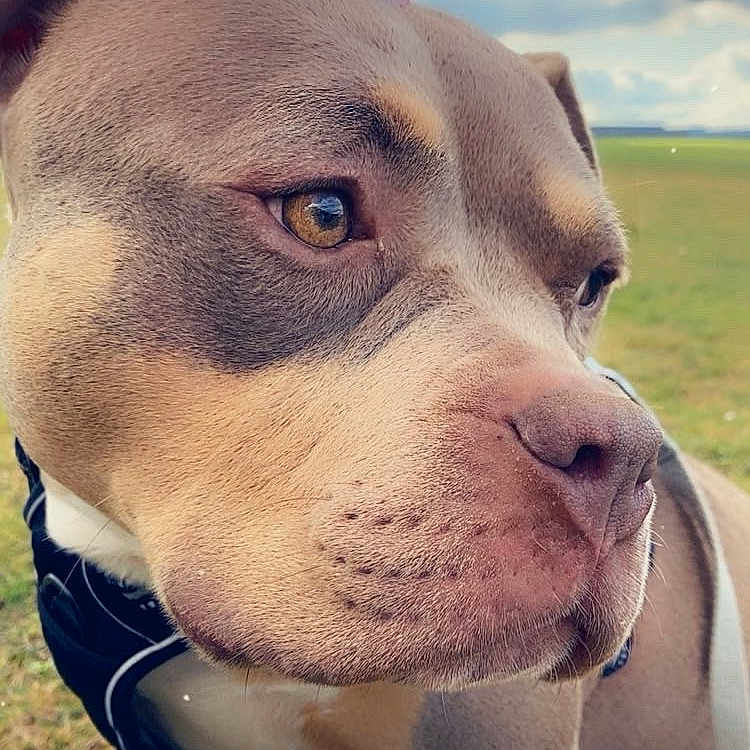 Naya a rejoint le concours — aidez-le/la à gagner de superbes lots ! animal, ball, bulldog, canine, dog, face, flower, grass, head, nature, outdoors, person, pet, photography, pig, pitbull, plant, portrait, puppy, sky