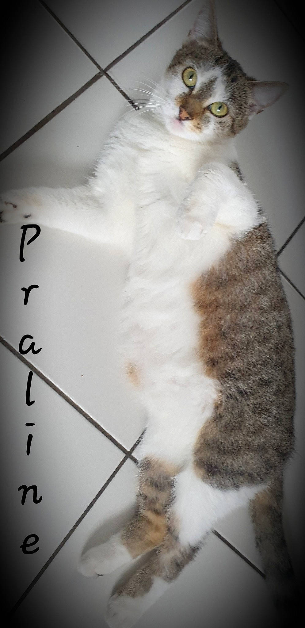 Praline a rejoint le concours — aidez-le/la à gagner de superbes lots ! aegean_cat, american_wirehair, asian, carnivore, cat, domestic_short_haired_cat, european_shorthair, felidae, fur, small_to_medium_sized_cats, snout, tail, whiskers