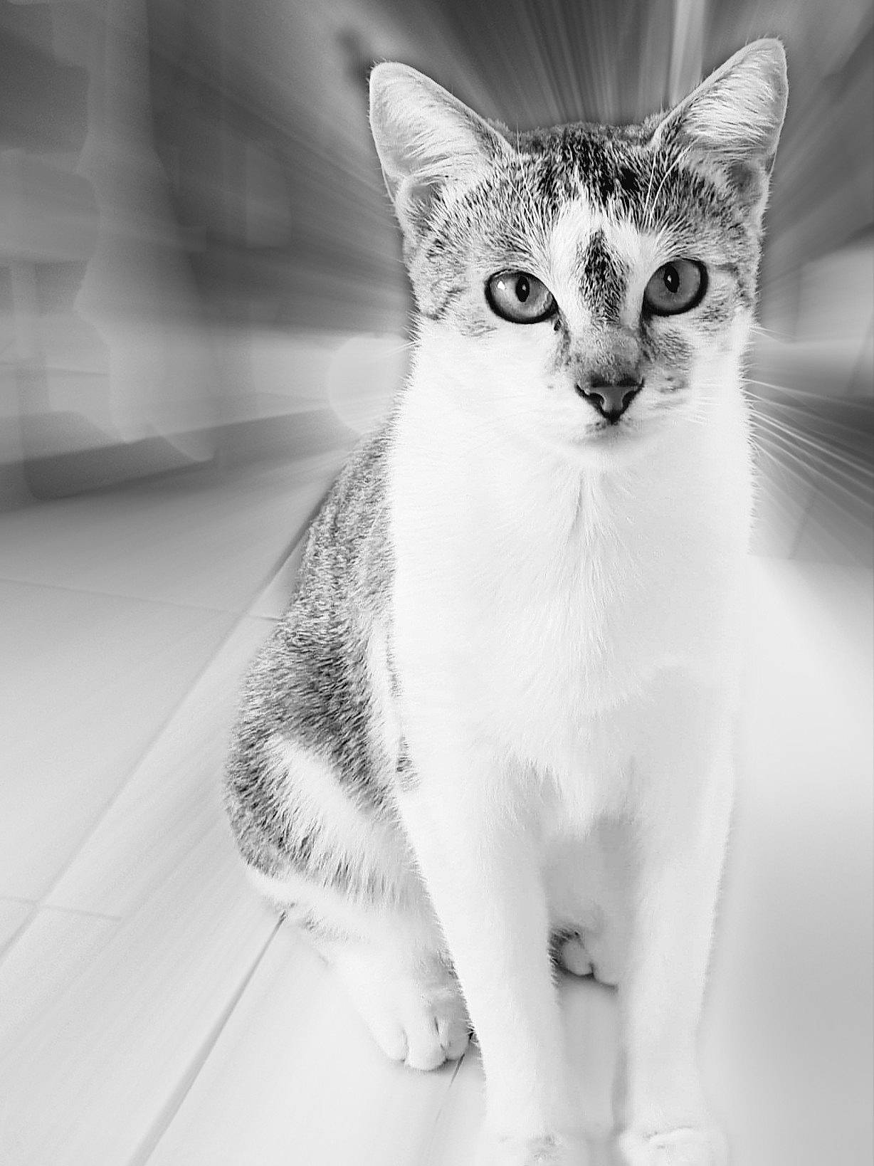 Praline a rejoint le concours — aidez-le/la à gagner de superbes lots ! aegean_cat, american_wirehair, asian, black_and_white, carnivore, cat, domestic_short_haired_cat, ear, eye, felidae, fur, kitten, monochrome, monochrome_photography, nose, ojos_azules, small_to_medium_sized_cats, snout, whiskers, white