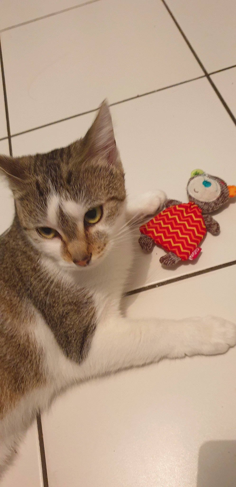 Praline a rejoint le concours — aidez-le/la à gagner de superbes lots ! aegean_cat, american_shorthair, american_wirehair, asian, australian_mist, carnivore, cat, domestic_short_haired_cat, ear, egyptian_mau, european_shorthair, felidae, kitten, ocicat, paw, singapura, small_to_medium_sized_cats, tabby_cat, tail, whiskers
