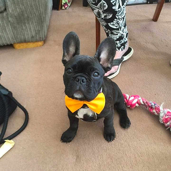 Alfie
