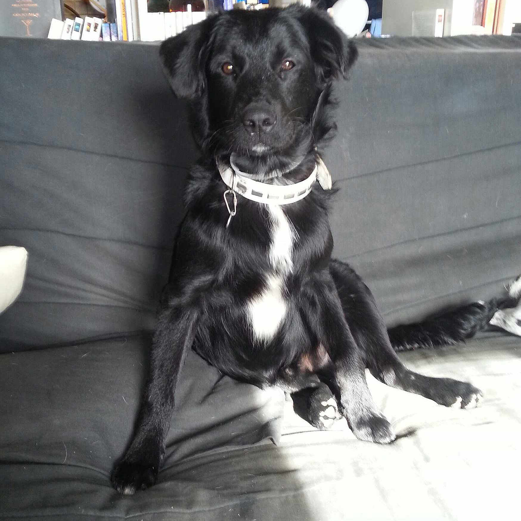 Kiba