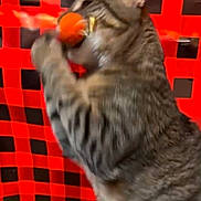 Autumn joined the competition — help win amazing prizes! animal, black_checkered, blur, cat, close_up, curious, cute, domestic_cat, feline, fur, indoor, motion, orange_ball, paw, pet, playful, red_background, tabby_cat, toy, whiskers