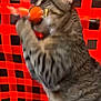 animal, black_checkered, blur, cat, close_up, curious, cute, domestic_cat, feline, fur, indoor, motion, orange_ball, paw, pet, playful, red_background, tabby_cat, toy, whiskers