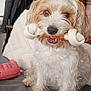 animal, blanket, cozy, cute, dog, domestic, face, fur, home, indoor, mouth, pet, playful, rawhide_bone, sitting, stairs, tan, toy, white, wooden