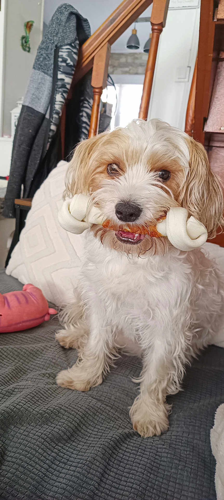 Eva a rejoint le concours — aidez-le/la à gagner de superbes lots ! animal, blanket, cozy, cute, dog, domestic, face, fur, home, indoor, mouth, pet, playful, rawhide_bone, sitting, stairs, tan, toy, white, wooden
