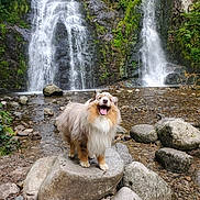 Punch a rejoint le concours — aidez-le/la à gagner de superbes lots ! dog, waterfall, rock, nature, outdoor, river, stream, greenery, moss, happy_dog, fur, animal, landscape, forest, water, smiling, pet, scenic, adventure, wildlife