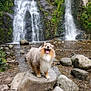 dog, waterfall, rock, nature, outdoor, river, stream, greenery, moss, happy_dog, fur, animal, landscape, forest, water, smiling, pet, scenic, adventure, wildlife