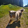 Punch participe au concours pour gagner de l'argent avec cette photo : dog, outdoor, sunlight, grass, trees, path, nature, happy, walking, shadow, sky, forest, pet, canine, daylight, fur, tongue, animal, scenery, summer