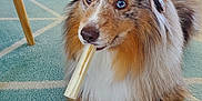 Punch participe au concours pour gagner de l'argent avec cette photo : dog, australian_shepherd, blue_eyes, chew_stick, carpet, indoor, living_room, furniture, couch, wooden_leg, plant, fur, pet, animal, cute, relaxed, paw, snout, expression, home