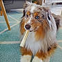 dog, australian_shepherd, blue_eyes, chew_stick, carpet, indoor, living_room, furniture, couch, wooden_leg, plant, fur, pet, animal, cute, relaxed, paw, snout, expression, home