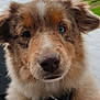 Punch participe au concours pour gagner de l'argent avec cette photo : puppy, dog, close_up, brown_fur, white_fur, tan_fur, blue_eye, curious, outdoor, grass, cloudy_sky, collar, pet, animal, cute, fluffy, face, nose, ears, young