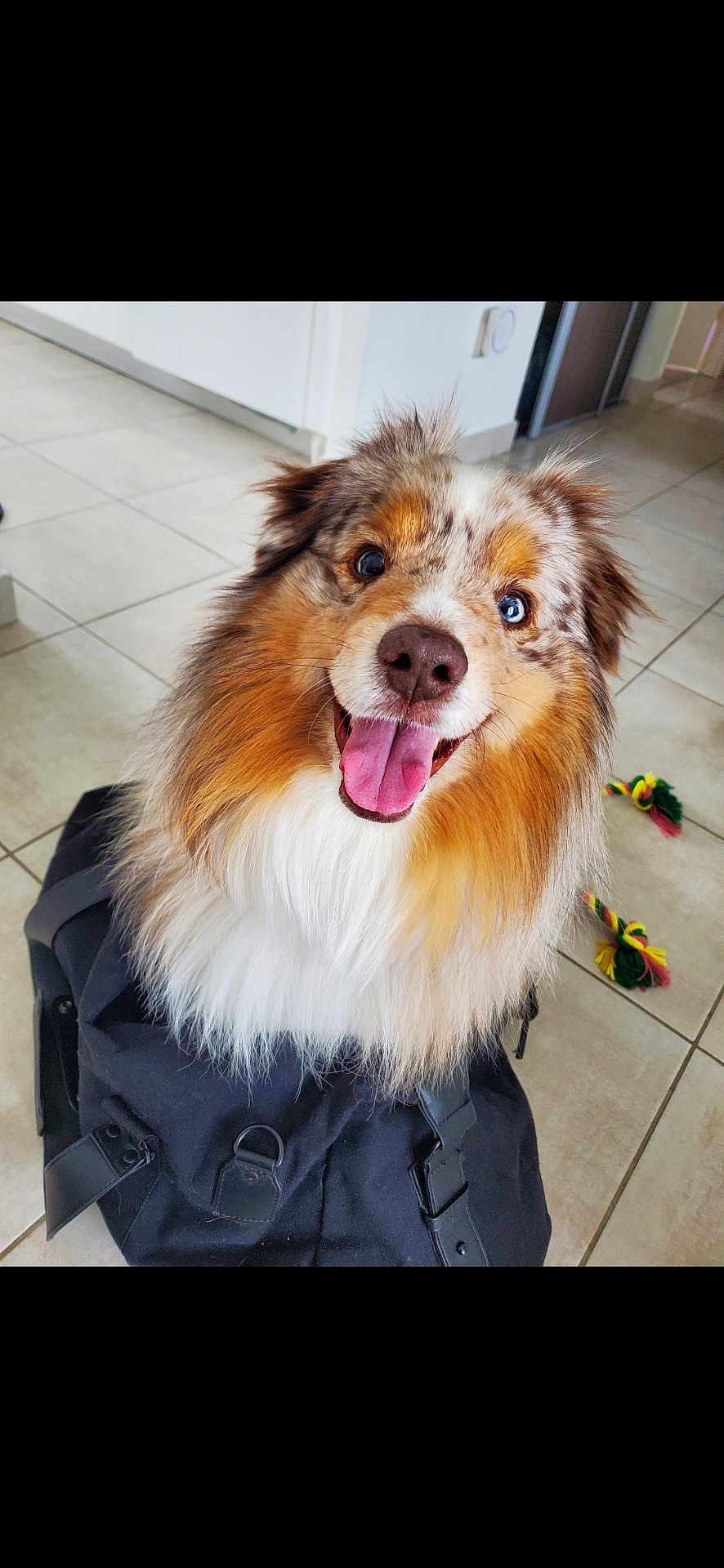 Punch a rejoint le concours — aidez-le/la à gagner de superbes lots ! dog, australian_shepherd, happy, tongue_out, indoor, bag, black_bag, tiled_floor, toy, rope_toy, pet, fur, cute, smiling, animal, companion, playful, close_up, portrait, multicolored_fur