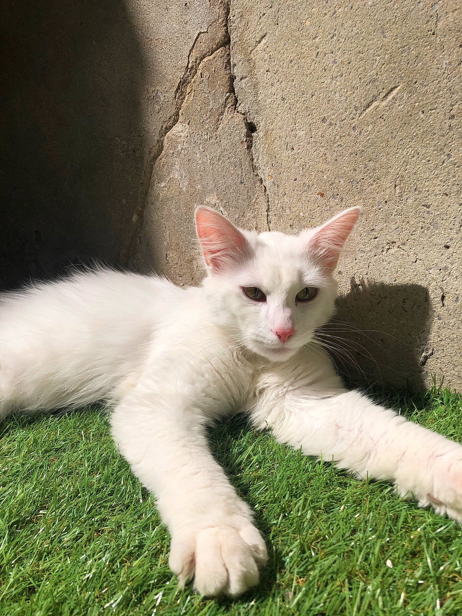 Ryuk participe au concours pour gagner de l'argent avec cette photo : carnivore, cat, claw, domestic_short_haired_cat, fawn, felidae, fur, grass, grassland, herbaceous_plant, paw, plant, small_to_medium_sized_cats, snout, tail, terrestrial_animal, vehicle_registration_plate, whiskers