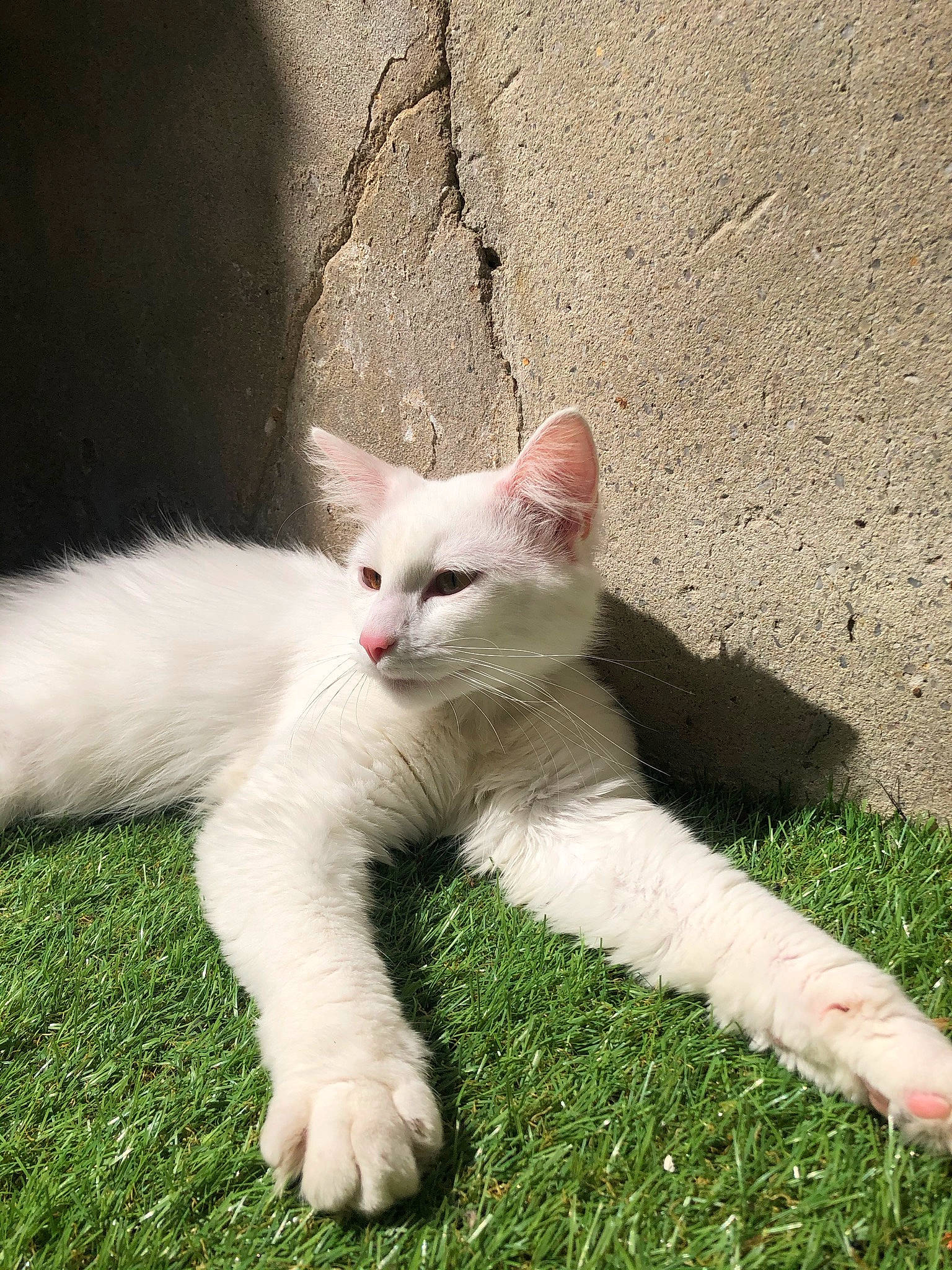 Ryuk a rejoint le concours — aidez-le/la à gagner de superbes lots ! art, carnivore, cat, claw, domestic_short_haired_cat, fawn, felidae, foot, fur, grass, paw, sitting, small_to_medium_sized_cats, snout, tail, terrestrial_animal, whiskers