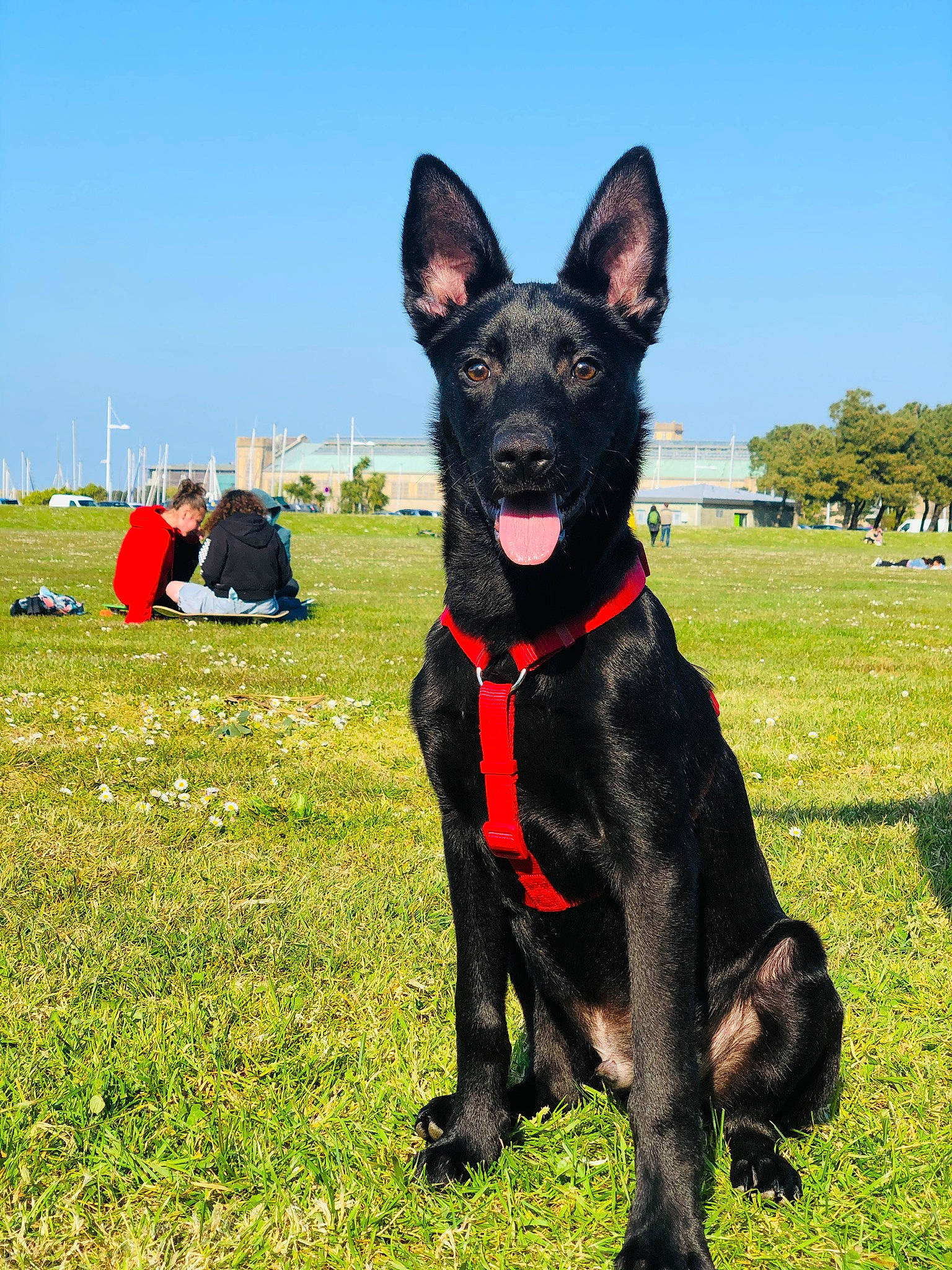 Pogo participe au concours pour gagner de l'argent avec cette photo : canidae, carnivore, collar, companion_dog, dog, dog_breed, dog_collar, dog_supply, event, grass, guard_dog, hunting_dog, mammal, non_sporting_group, plant, recreation, sky, sporting_group, tree, working_dog