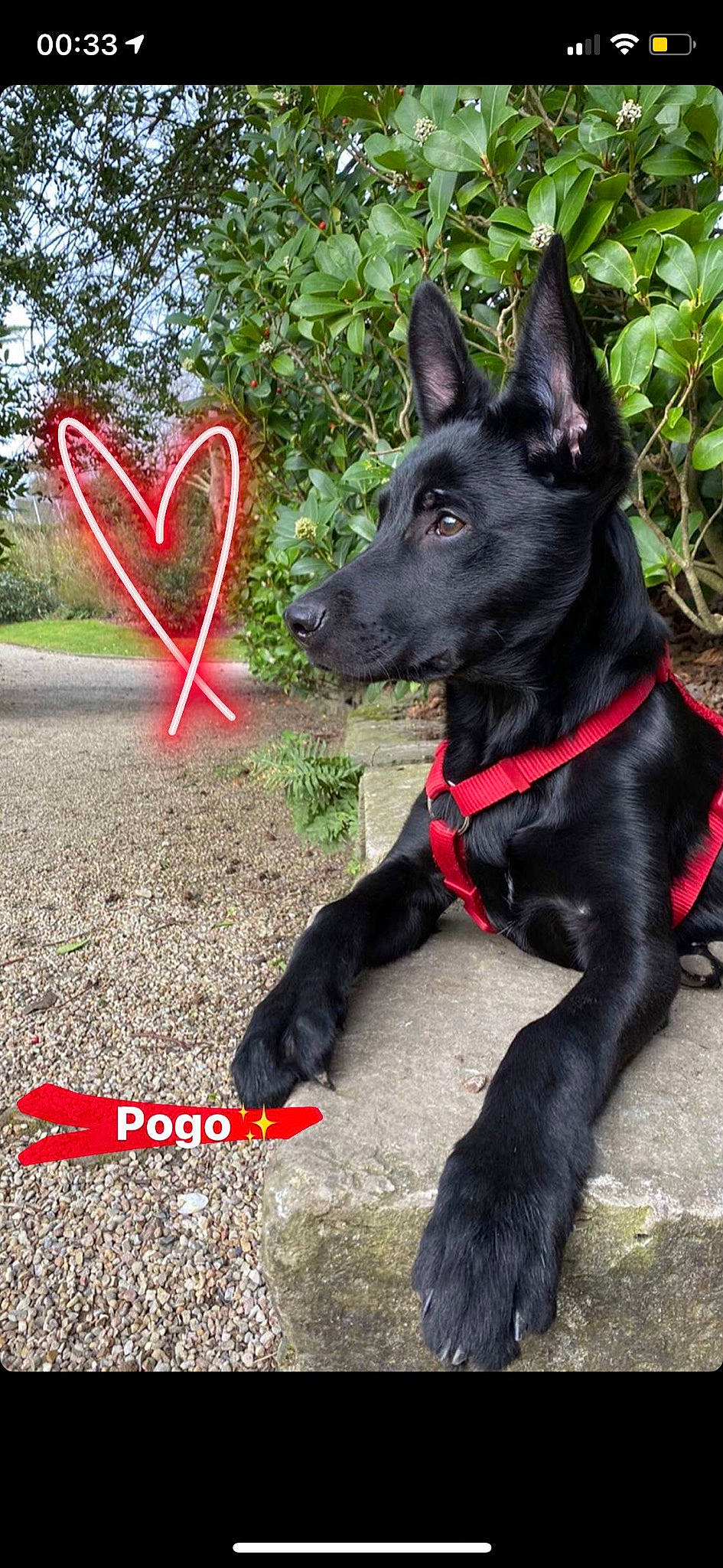 Pogo a rejoint le concours — aidez-le/la à gagner de superbes lots ! canidae, carmine, carnivore, collar, companion_dog, dog, dog_breed, dog_collar, dog_supply, event, fashion_accessory, grass, plant, snout, sporting_group, tail, tree, whiskers, window, working_animal