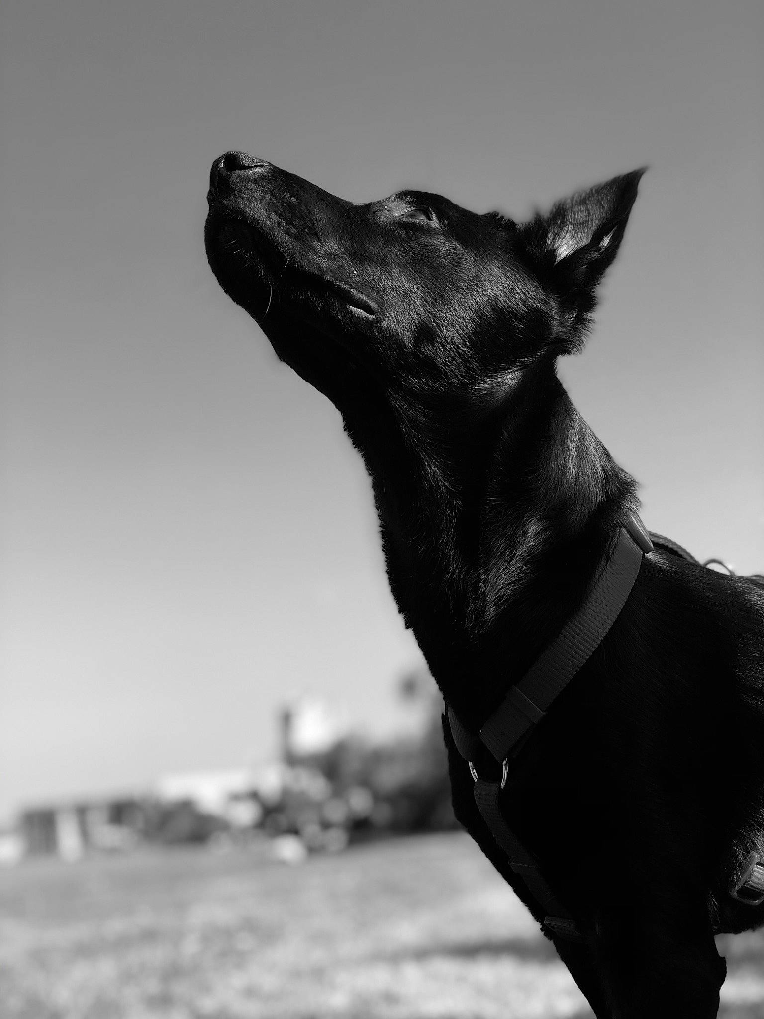 Pogo a rejoint le concours — aidez-le/la à gagner de superbes lots ! art, canidae, carnivore, collar, companion_dog, dog, dog_breed, dog_collar, fawn, grey, guard_dog, magyar_agar, monochrome, monochrome_photography, sky, snout, sporting_group, terrestrial_animal, whiskers, working_animal