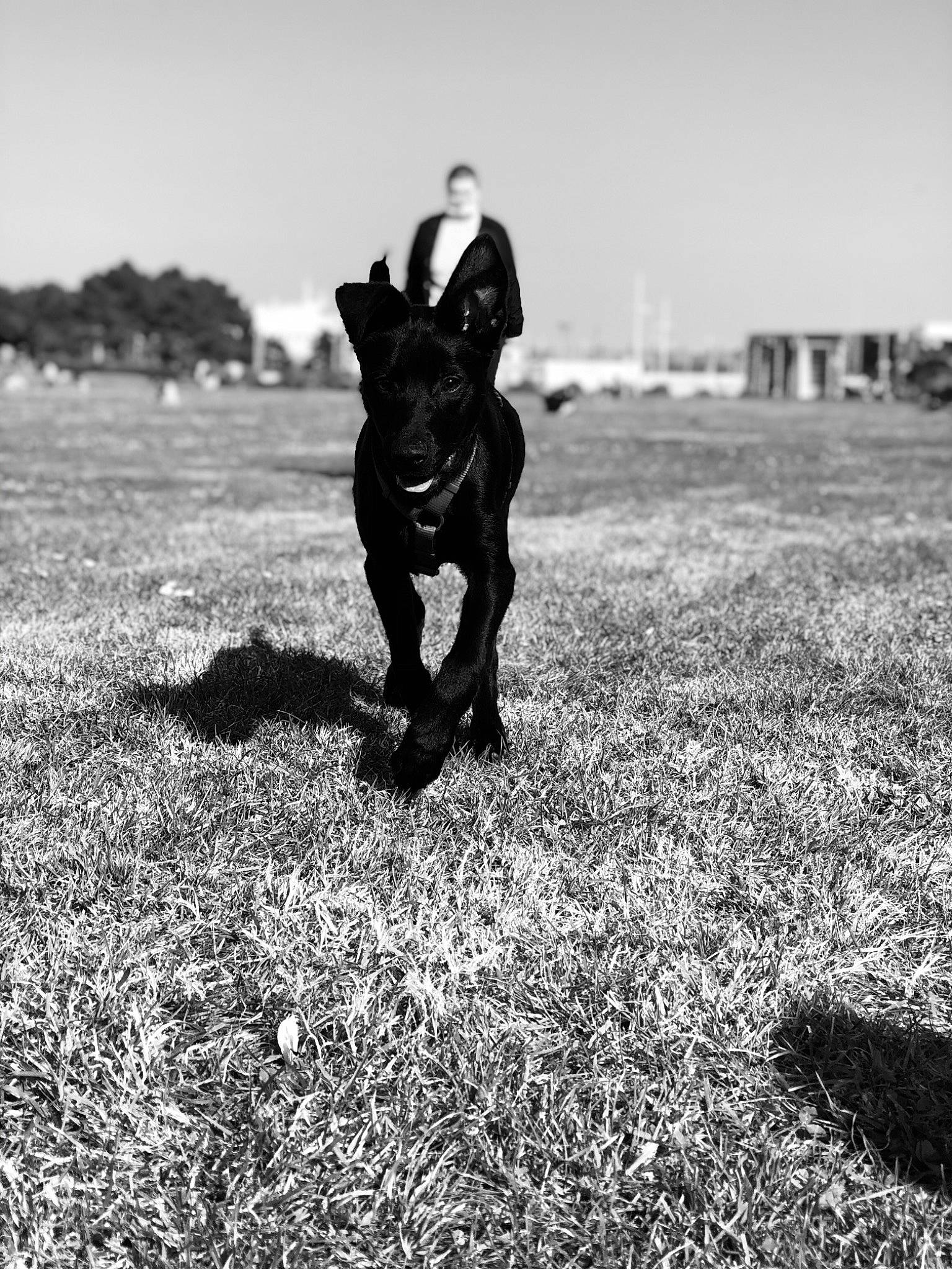 Pogo participe au concours pour gagner de l'argent avec cette photo : black_and_white, carnivore, companion_dog, dog, dog_breed, fawn, flash_photography, gesture, grass, grassland, happy, landscape, monochrome, people_in_nature, plant, sky, snout, style, tree, working_animal